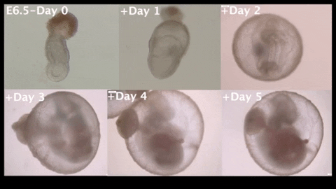 Videnskabdk giphyupload GIF