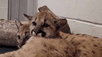 Houston Zoo Welcomes Orphaned Cougar Cubs as New University Mascots