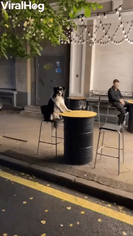Dog at Outdoor Restaurant Patiently Waits for Food