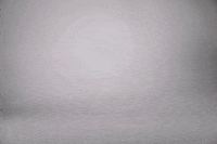 walrus GIF by Western University