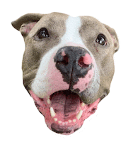 Annabanana Sticker by Red Beard