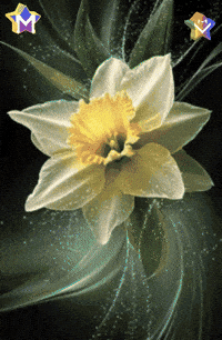 Sol Gracias GIF by Murcianys LLC