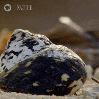 Pbs Nature Animales GIF by Nature on PBS
