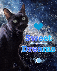 Black Cat GIF
