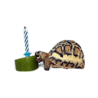 birthday turtle STICKER by imoji