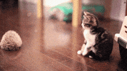 kitten hedgehog GIF by Internet Cat Video Festival