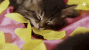 Best Friends Cats GIF by Best Friends Animal Society