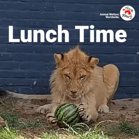 Hungry Lunch GIF by FOUR PAWS