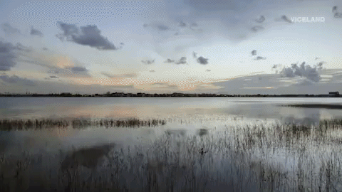 viceland GIF by DOPESICK NATION