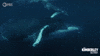 Ocean Australia GIF by PBS