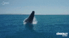 Australia Whale GIF by PBS
