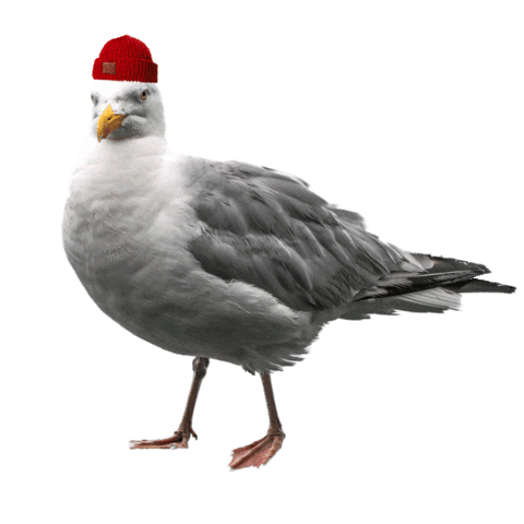 pssry giphyupload seagull lokki pidä saaristo siistinä Sticker