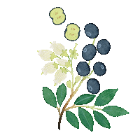 Plant Finland Sticker by Payot