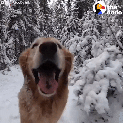 Video gif. Golden retriever jogs toward us happily with his mouth open and tongue waggling, through a snowy forest.