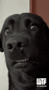 Shocked Eyes GIF by WTF Leagues