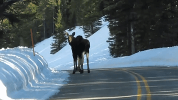 Moose Pair Stuns Driver