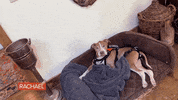 Dog Food GIF by Rachael Ray Show