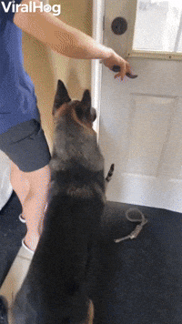 Cat Loves Going on Adventures with Dog  