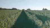 virginia GIF