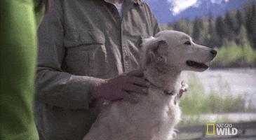nat geo wild yukon vet GIF by Dr. Oakley, Yukon Vet