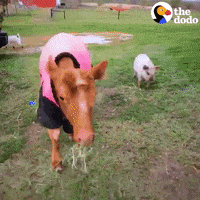 Pig Cow GIF by The Dodo