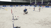 Hustling Espn GIF by American Kennel Club