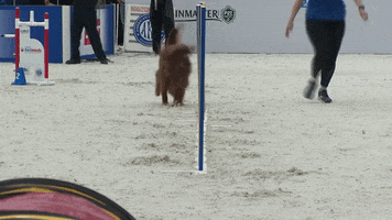 Espn Dogs GIF by American Kennel Club