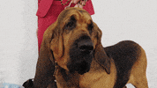 dog GIF by Westminster Kennel Club