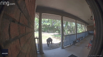 Black Bear Caught Snooping Around Porch in Arkansas