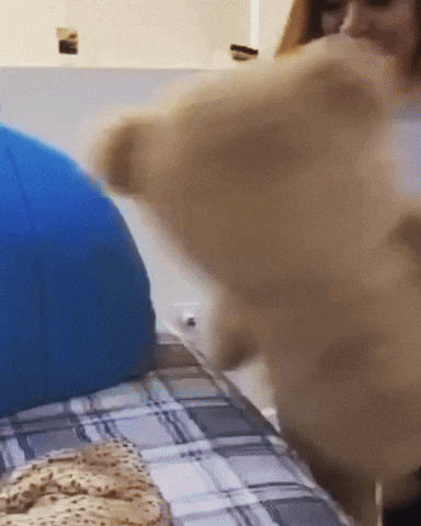 Monicalaire fight punch beat teddy GIF