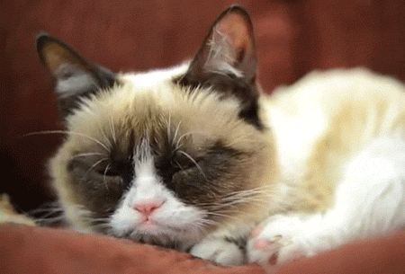 Grumpy Cat GIF by Internet Cat Video Festival