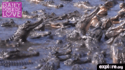 GIF by explore.org