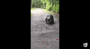 GIF by Univision Noticias
