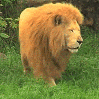 lion king GIF