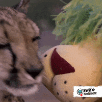 K T GIF by SWR Kindernetz