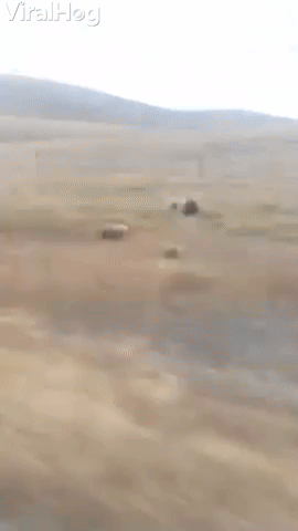 Feisty Grizzly Bear Charges at Moving Vehicle