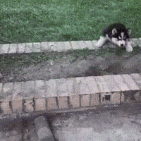 get GIF