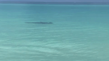 Swimmers 'Scramble' as Hammerhead Shark Appears at Florida Beach