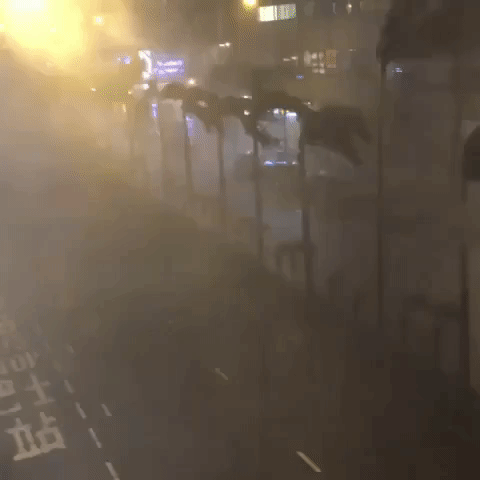 Tropical Cyclone Wipha Whips Palm Trees in Hong Kong