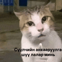Serious Cat GIF