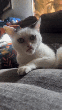 Cat What GIF