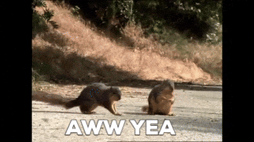 Ad gif. Two squirrels stand up on their hind legs and do a secret handshake and then the Geico logo appears. Text, "aww yeah."