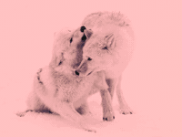lyallpenleyphotos  GIF