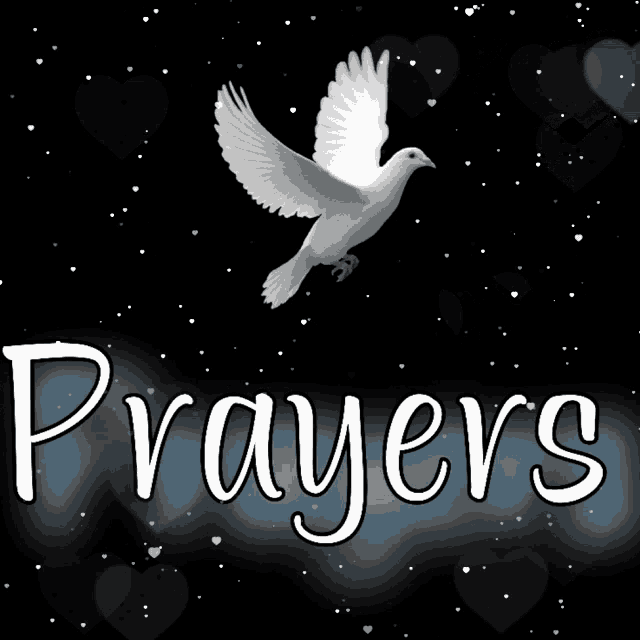 Digital art gif. Profile of a white dove spreading its wings against a black backdrop with twinkling lights. Text, "Prayers."