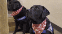 Service Dogs Deliver Valentine’s Day Cards to Children’s Hospital