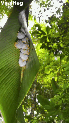 Honduran White Bats Huddled in Leaf