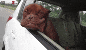 dog GIF