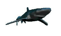 water sea STICKER