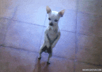 pee GIF