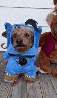 StripeH dog genie disney aladdin GIF